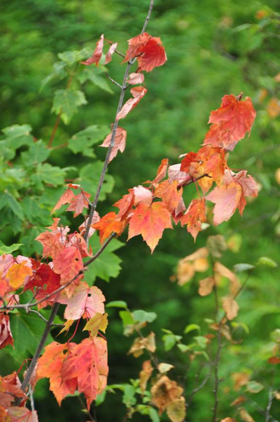 Algumas folhas se adiantam e já tem a cor do Outono, no Parc National de La Mauricie, província de Quebec, no Canadá